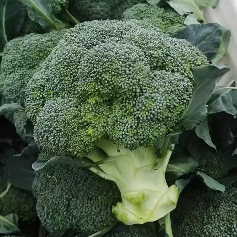 【推荐】精品西兰花产地直发货源充值欢迎来电咨询