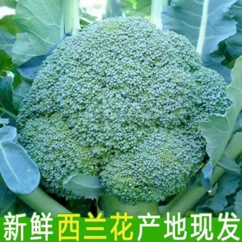 【推荐】精品西兰花产地直发货源充值欢迎来电咨询
