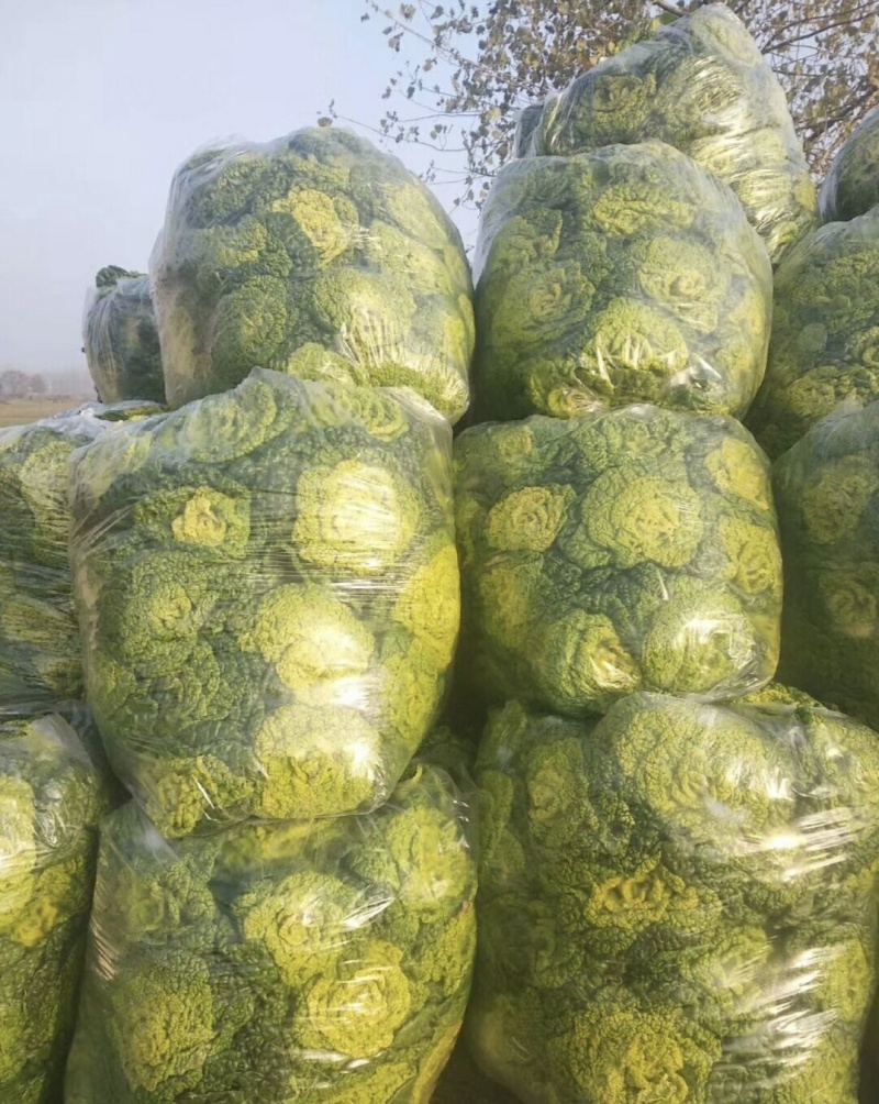 黄心菜