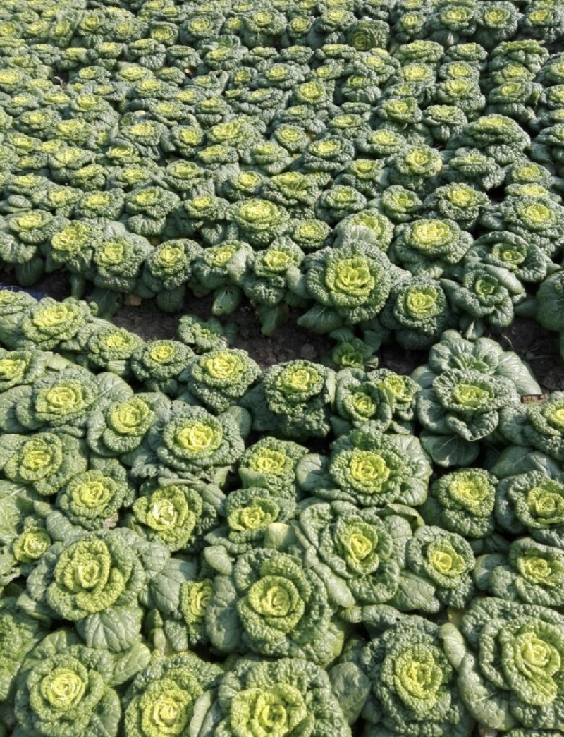 黄心菜