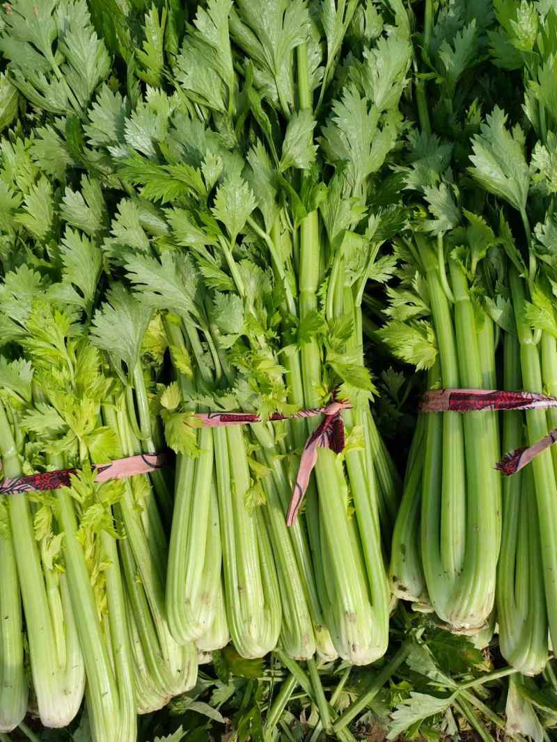 【精品芹菜】河南芹菜/产地装车/价格协商/量大价优