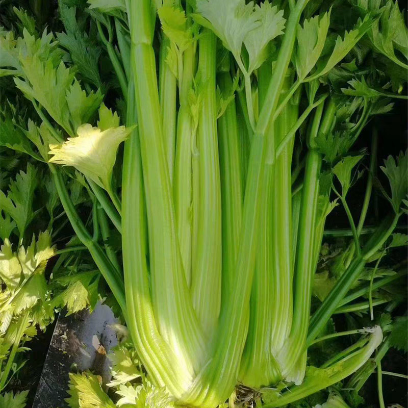 【精品芹菜】河南芹菜/产地装车/价格协商/量大价优