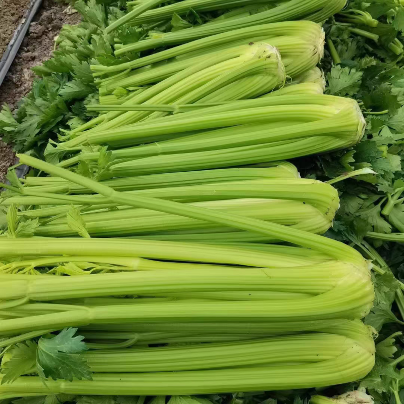 【精品芹菜】河南芹菜/产地装车/价格协商/量大价优