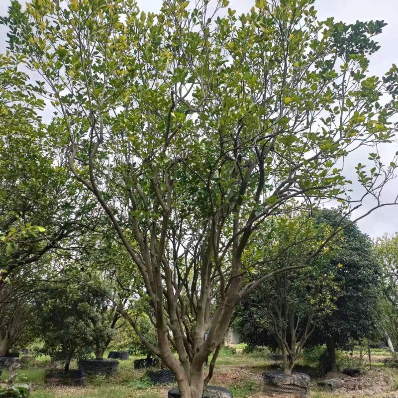 柚子树规格齐全自家苗圃一手货源量大价优对接全国欢迎致电