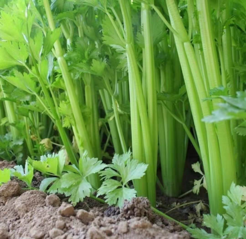 【精品芹菜】河南芹菜/产地装车/价格协商/量大价优