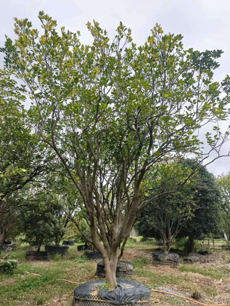 柚子树规格齐全自家苗圃一手货源量大价优对接全国欢迎致电