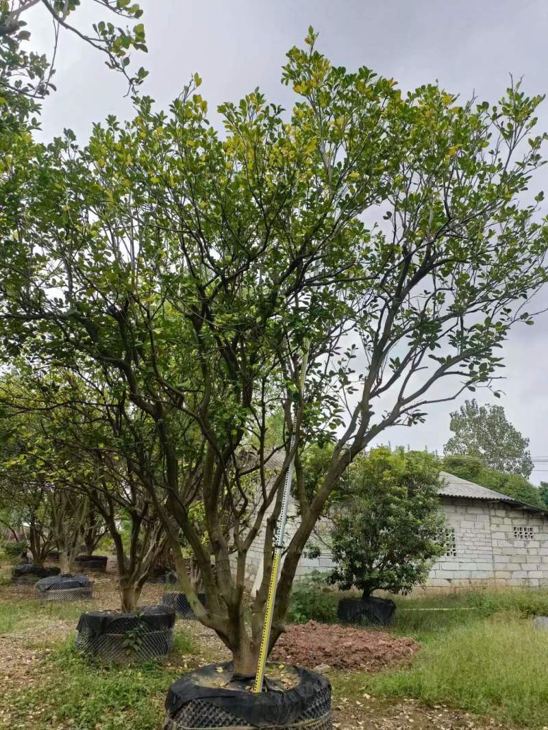 柚子树规格齐全自家苗圃一手货源量大价优对接全国欢迎致电