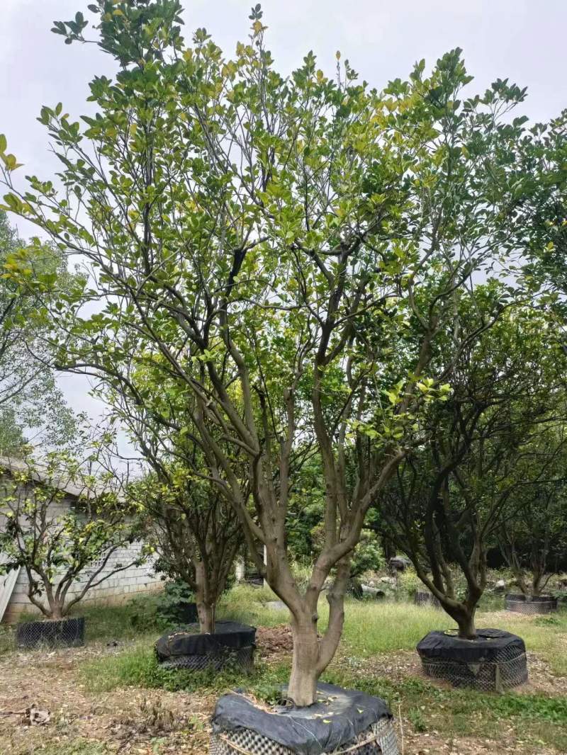 柚子树规格齐全自家苗圃一手货源量大价优对接全国欢迎致电