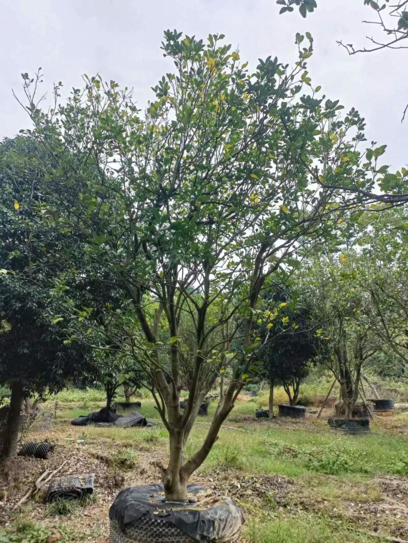 柚子树规格齐全自家苗圃一手货源量大价优对接全国欢迎致电