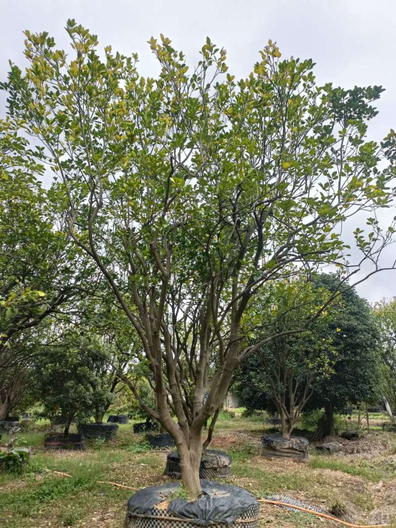 柚子树规格齐全自家苗圃一手货源量大价优对接全国欢迎致电