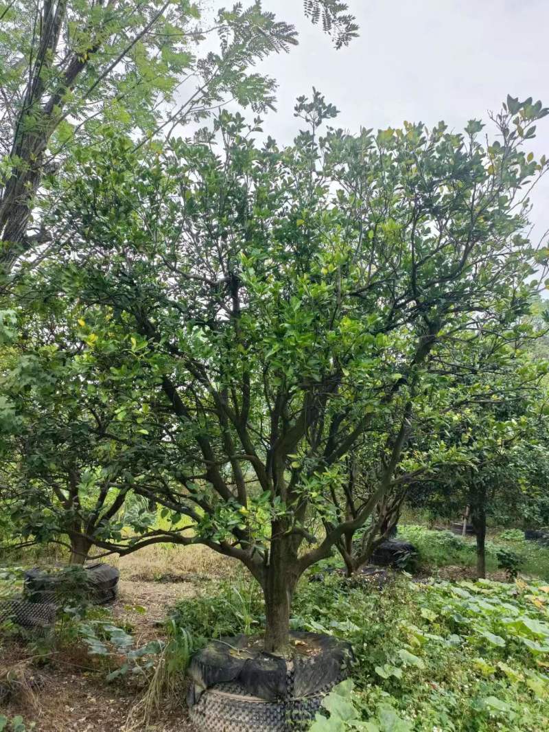 柚子树规格齐全自家苗圃一手货源量大价优对接全国欢迎致电