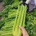 【精品芹菜】河南芹菜/产地装车/价格协商/量大价优