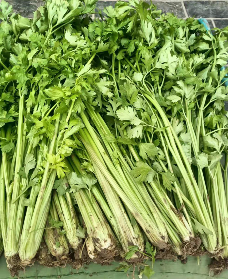 【精品芹菜】河南芹菜/产地装车/价格协商/量大价优