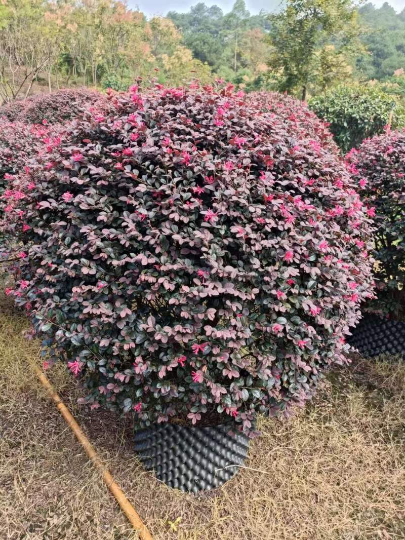 红继木球苗圃直发规格齐全价格实惠欢迎老板致电咨询