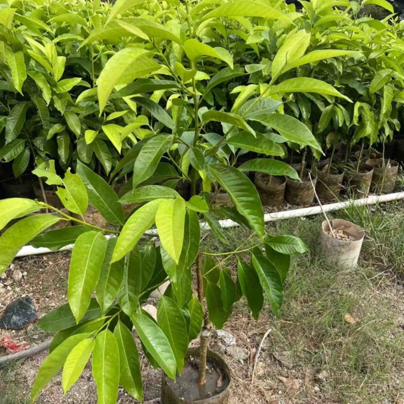 白玉兰