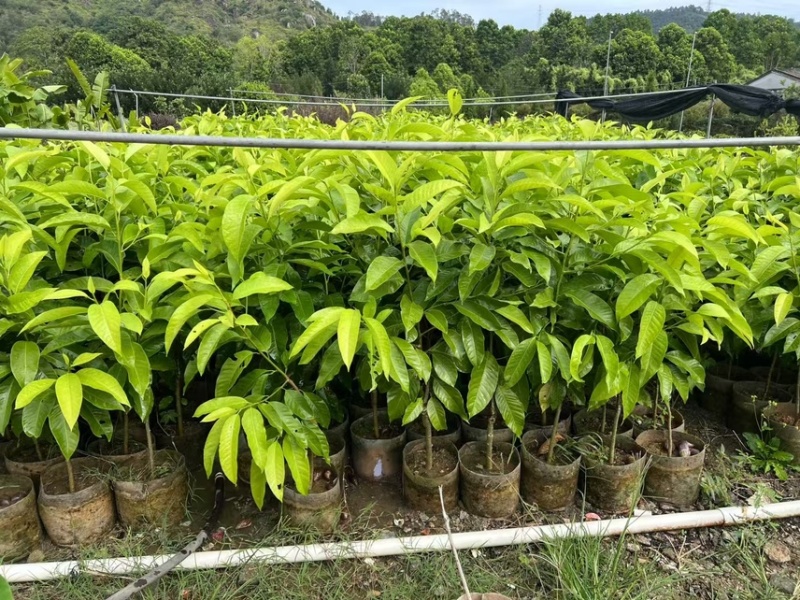 白玉兰