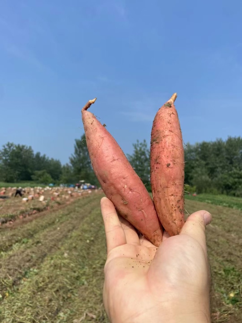 烟薯25蜜薯烤地瓜储存糖化发货批发电商团购无丝