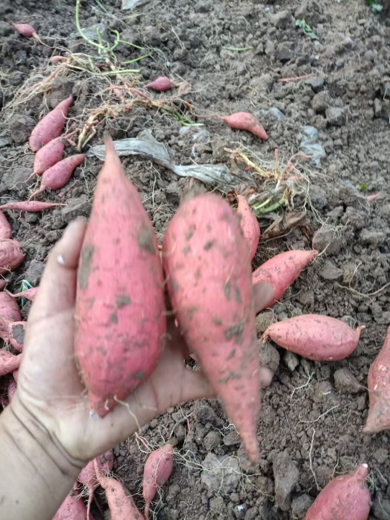烟薯25蜜薯烤地瓜储存糖化发货批发电商团购无丝