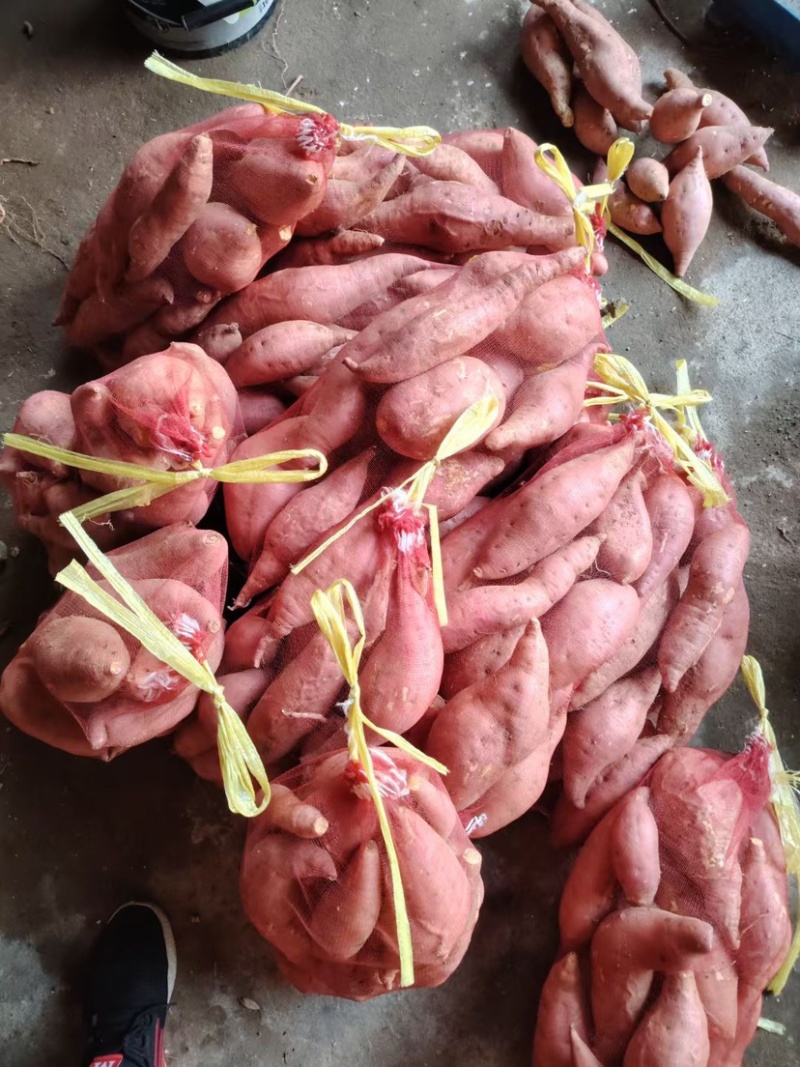 烟薯25蜜薯烤地瓜储存糖化发货批发电商团购无丝