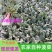 【趴地菠菜】河南菠菜/通许菠菜/产地批发/量大价优