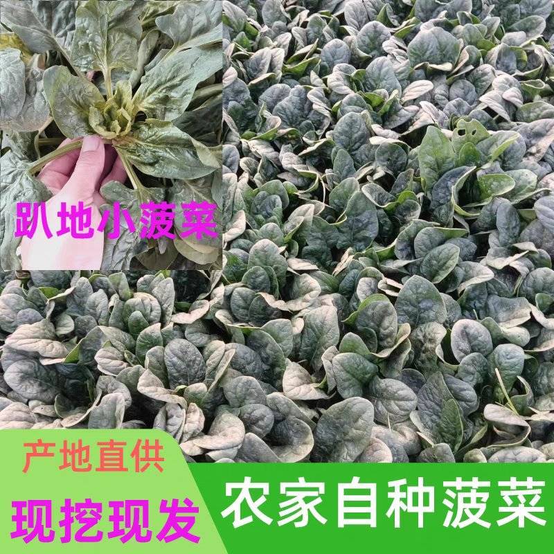 【趴地菠菜】河南菠菜/通许菠菜/产地批发/量大价优