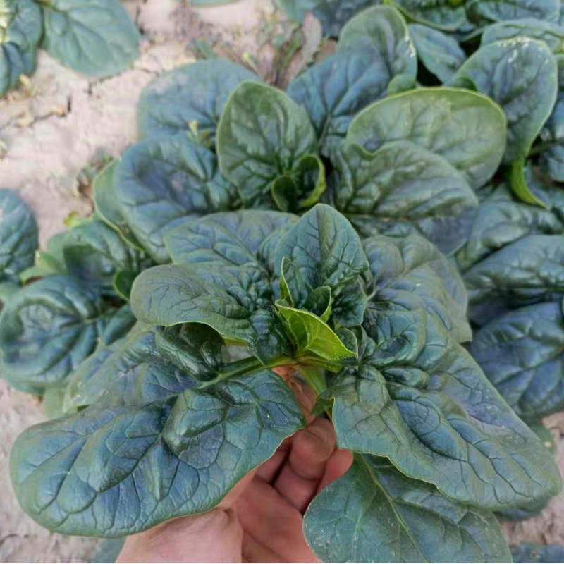 【趴地菠菜】河南菠菜/通许菠菜/产地批发/量大价优