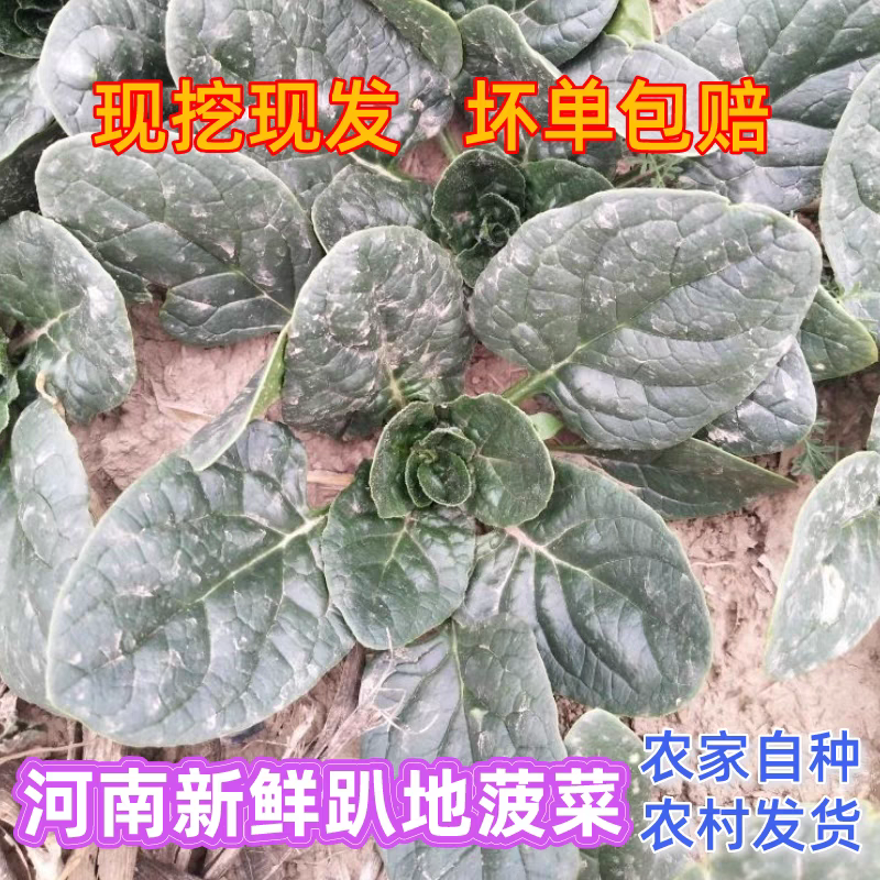 【趴地菠菜】河南菠菜/通许菠菜/产地批发/量大价优
