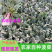 【趴地菠菜】河南菠菜/通许菠菜/产地批发/量大价优