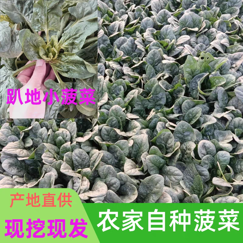 【趴地菠菜】河南菠菜/通许菠菜/产地批发/量大价优
