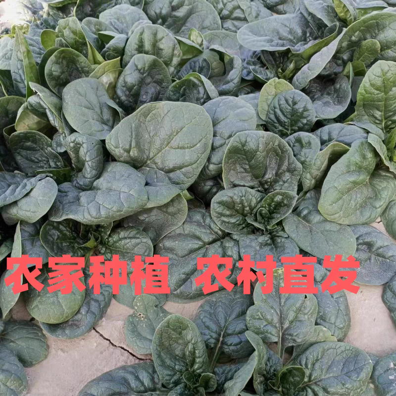 【趴地菠菜】河南菠菜/通许菠菜/产地批发/量大价优