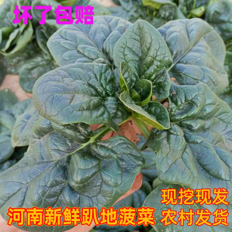 【趴地菠菜】河南菠菜/通许菠菜/产地批发/量大价优