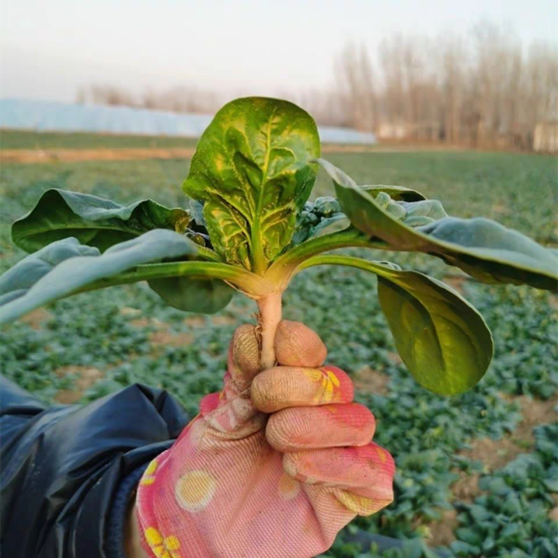【趴地菠菜】河南菠菜/通许菠菜/产地批发/量大价优