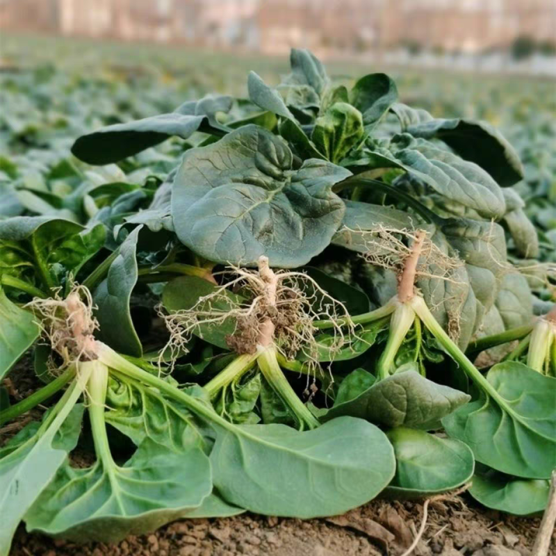 【趴地菠菜】河南菠菜/通许菠菜/产地批发/量大价优
