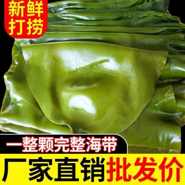 整颗海带,完整海带,源头厂家,批发代工,免费样品。