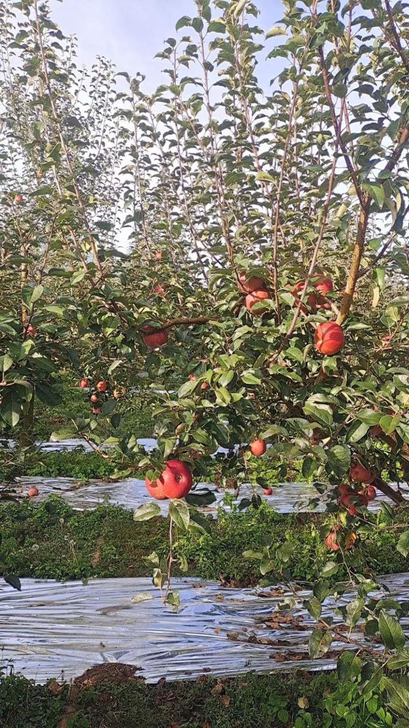 红富士苹果皮薄汁多批发电商礼盒档口货源充足价格实惠