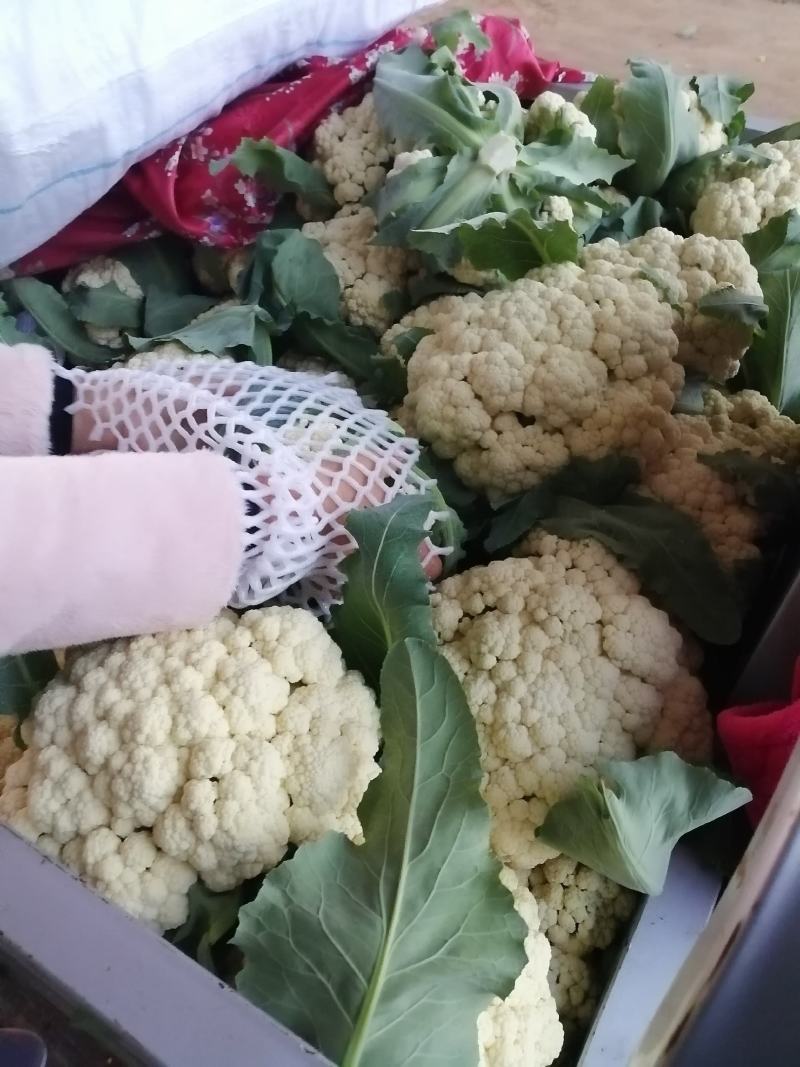 菜花，小米粒散花，白面青梗，全国代发保质保量，