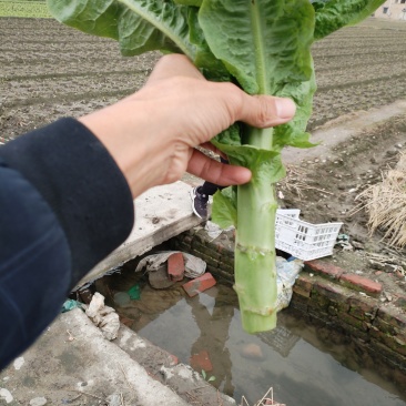竹筒青窝笋大量上市基地供应价格优惠一手货源欢迎