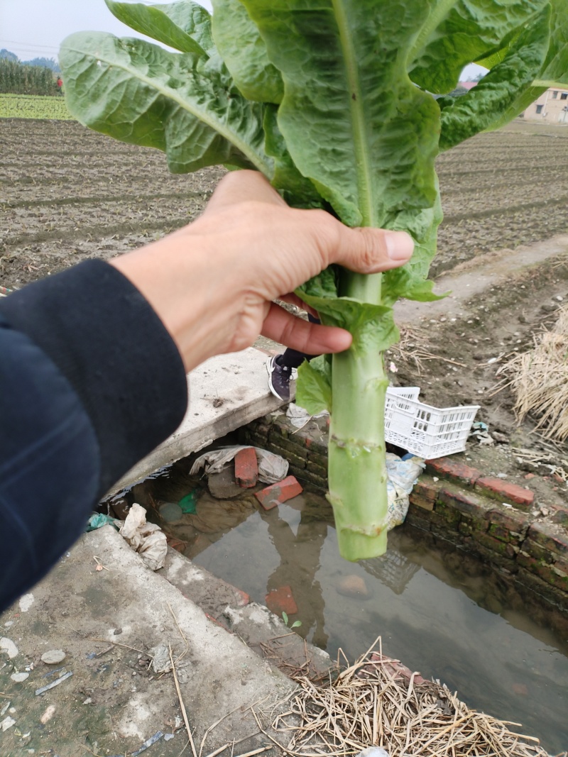 竹筒青窝笋大量上市基地供应价格优惠一手货源欢迎