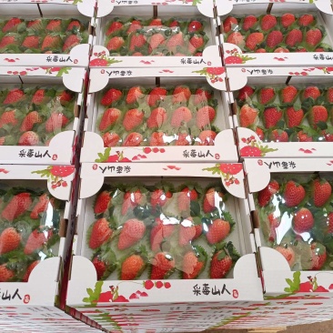 【实力推荐】章姬草莓可视频看货对接全国电商品质保证