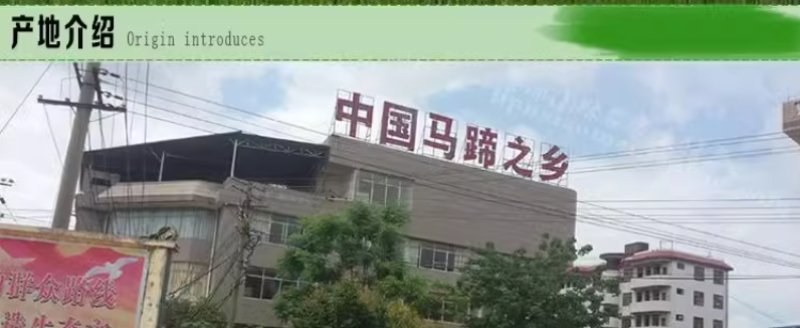 马蹄广西特大马蹄新鲜荸荠水果农家马蹄即食
