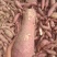 商薯19