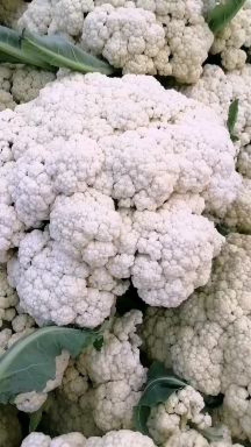 菜花，小米粒，散花，全面青梗，全国代发保质保量