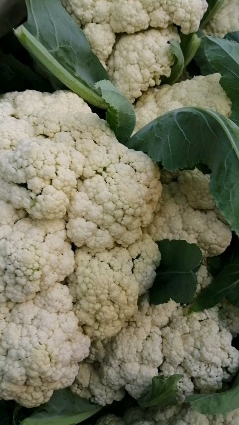 菜花，小米粒，散花，全面青梗，全国代发保质保量