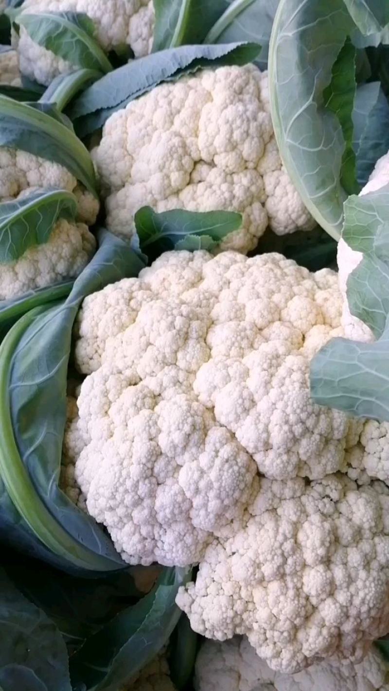 菜花，小米粒，散花，全面青梗，全国代发保质保量