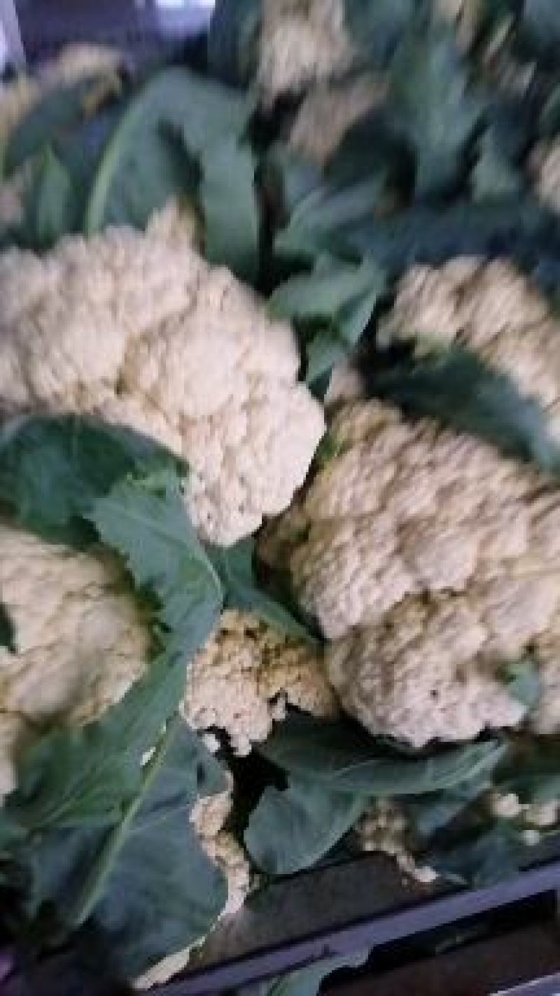 菜花，小米粒，散花，全面青梗，全国代发保质保量