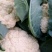 菜花，小米粒，散花，全面青梗，全国代发保质保量