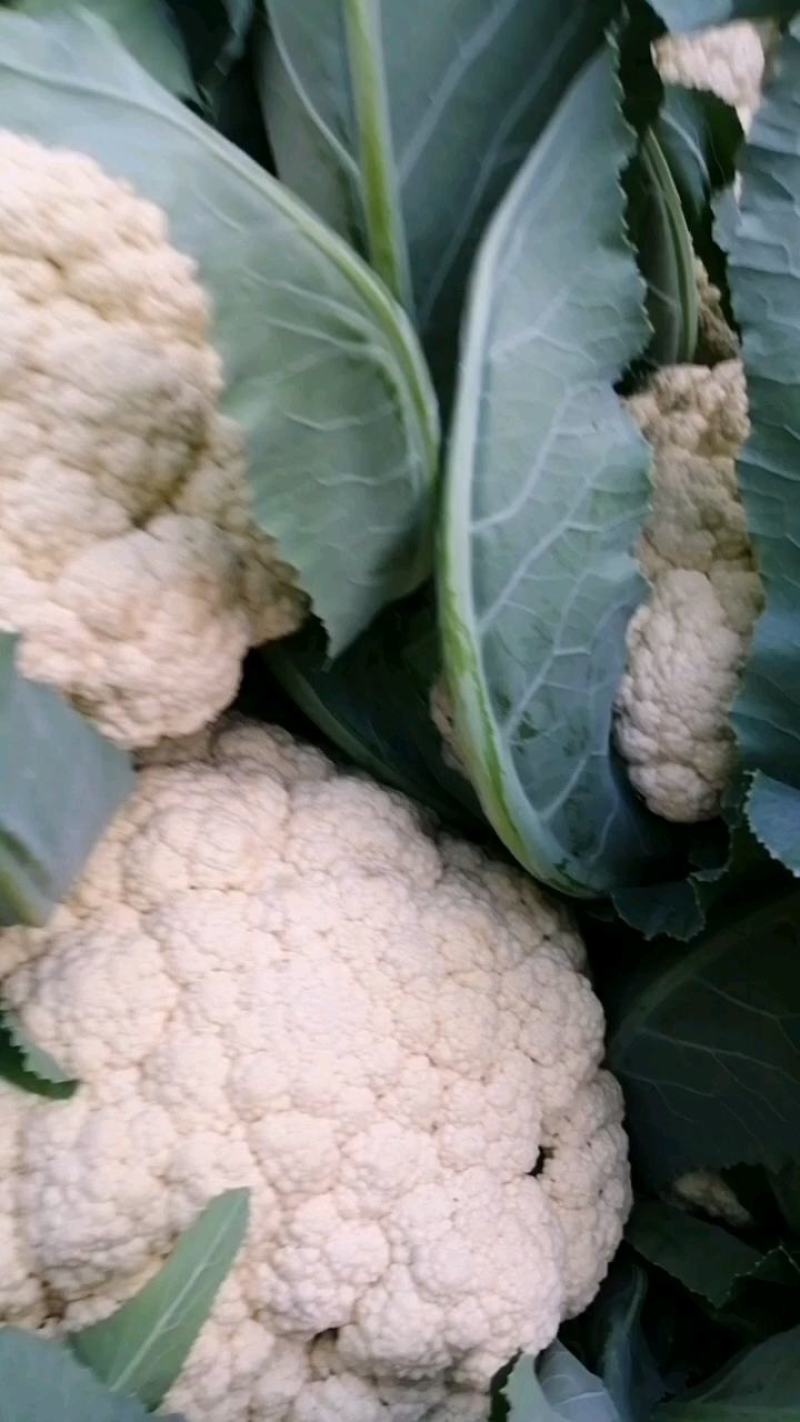 菜花，小米粒，散花，全面青梗，全国代发保质保量