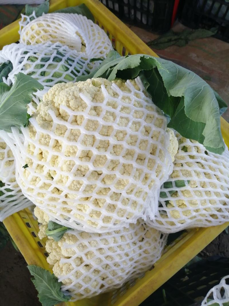 菜花，小米粒，散花，全面青梗，全国代发保质保量