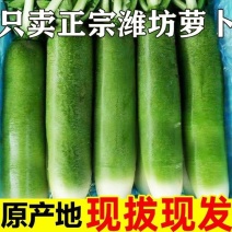 正宗潍县萝卜烟台苹果莱阳梨不如潍坊萝卜皮散车，团购，代发