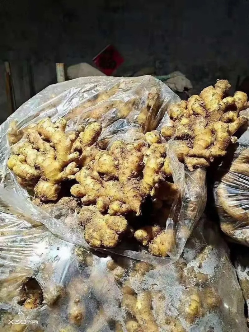 【基地】小黄姜风干姜水洗姜沙土姜产地一手货源价格便宜